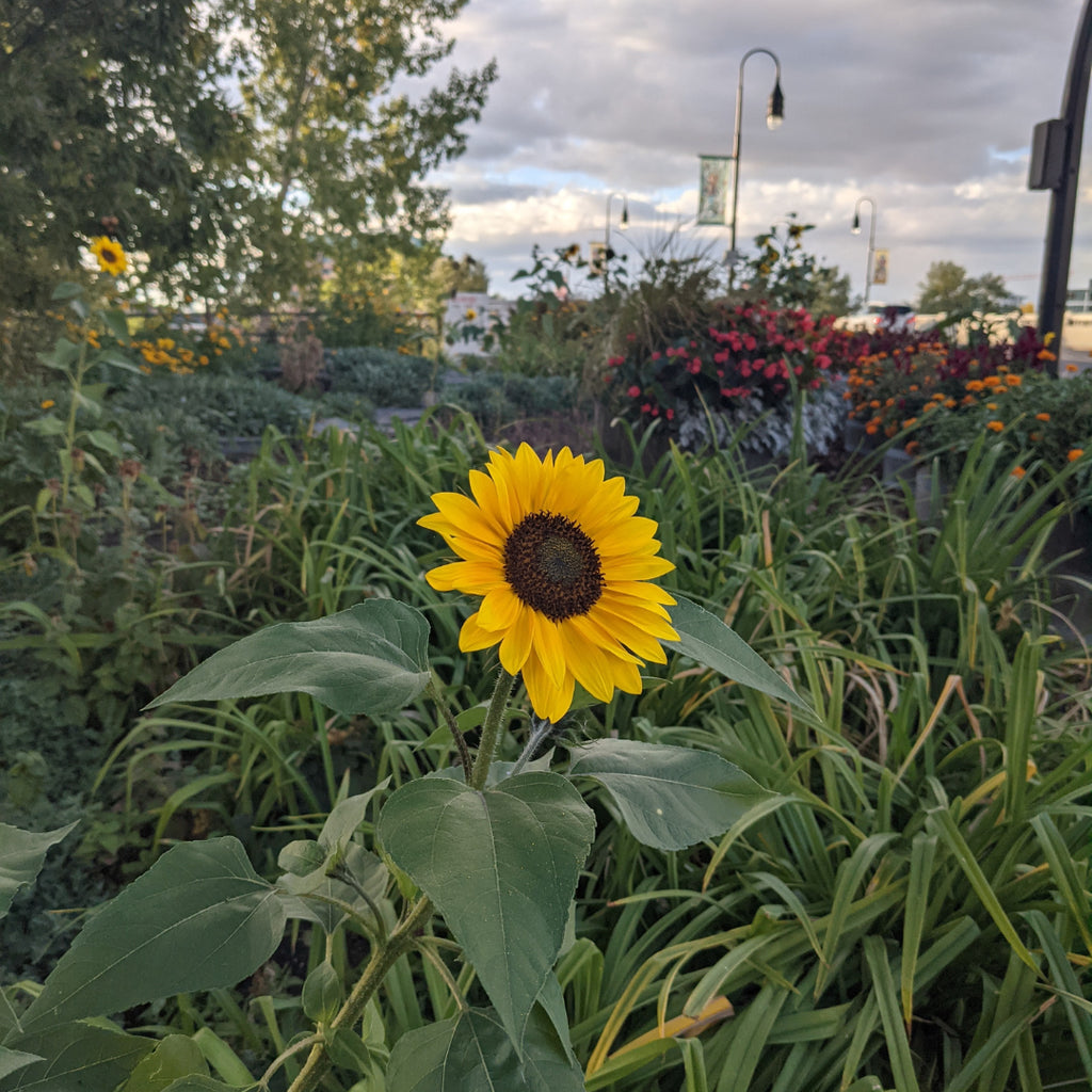 “Why has clothing become disposable?.”