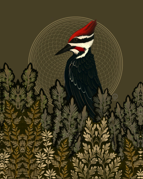 Sound Before Sights —The Hoodie